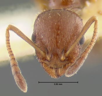Media type: image;   Entomology 16371 Aspect: head frontal view